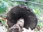 Pikkelyes tinóru (Strobilomyces strobilaceus), Mátra